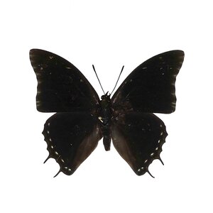 Charaxes Etheocles unvorbereitet