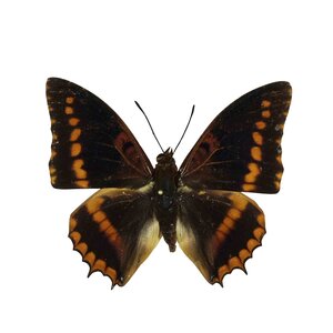 Charaxes Lucretius ongeprepareerd