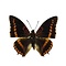 Charaxes Lucretius  unprepared