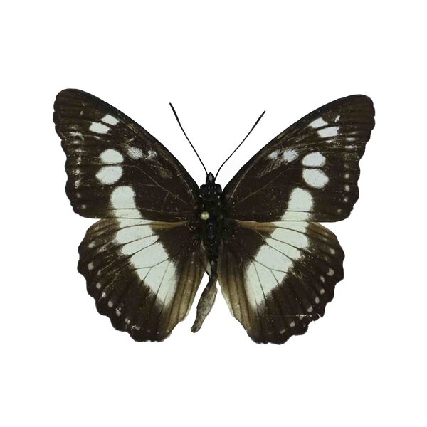 Pseudacraea Trimeni ongeprepareerd