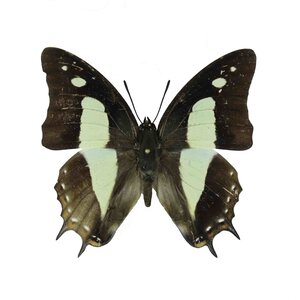 Polyura Athamas unvorbereitet