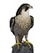 Mounted Peregrine falcon