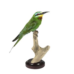 Mounted blue-cheeked bee-eater (B)