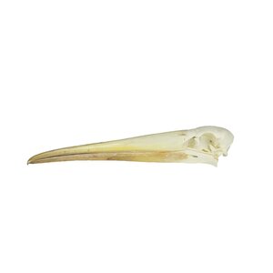 Skull painted stork