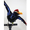 Mounted violet turaco flying