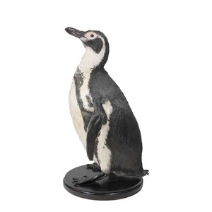 Mounted penguin