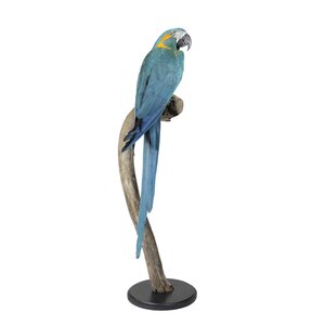 Stuffed blue-throated macaw