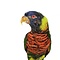 Mounted Coconut lorikeet (A)