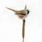 Mounted bearded reedling