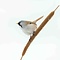 Mounted bearded reedling