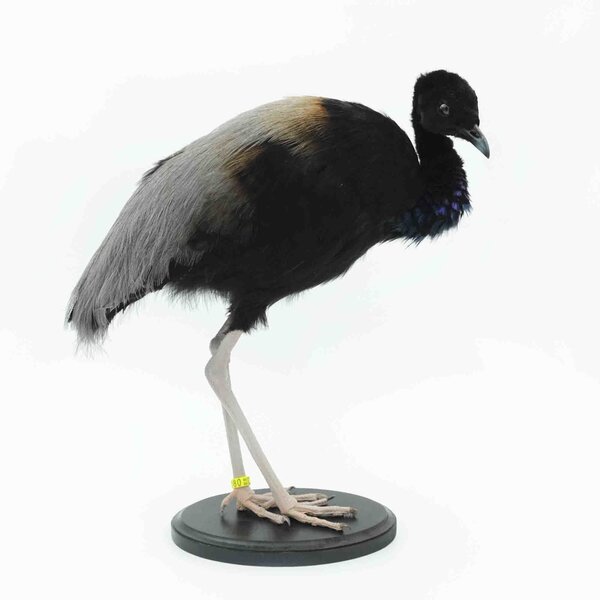 Präparierte Trompetervögel