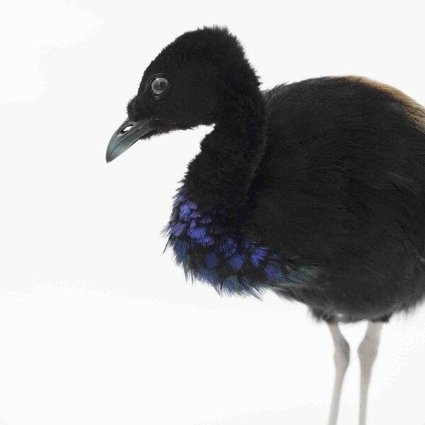 Präparierte Trompetervögel