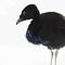Präparierte Trompetervögel