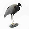 Präparierte Trompetervögel