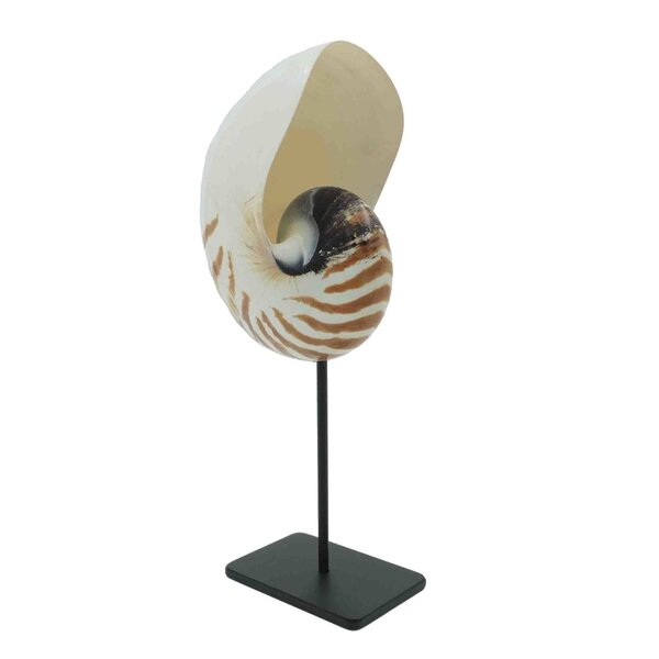 Nautilus on metal pedestal