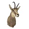 Mounted Chamois trophy