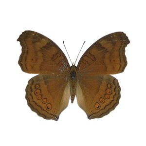 Junonia hedonia ida