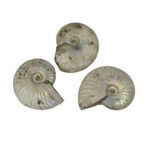 Fossil Ammonite iridescent M