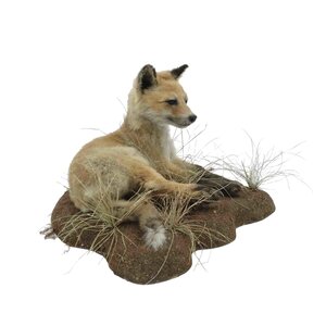 Mounted young fox - lying