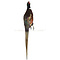 Mounted pheasant male