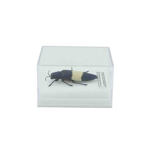 Insect in plastic box - medium