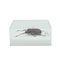 Insect in plastic box - large