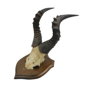 Horns Hartebeest (A)
