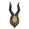 Horns Hartebeest (A)