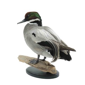 Mounted Falcated duck
