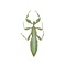 Phyllium celebicum - Blatt Insekt (mann)