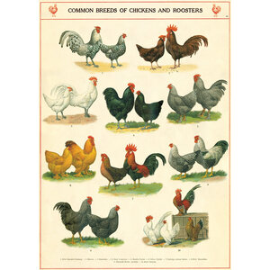 School poster - Chickens & Roosters