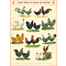 School poster - Chickens & Roosters