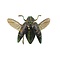 Polybothris sumptuosa gemma - Jewel beetle metallic groen vliegend