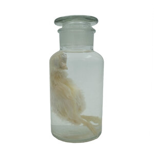 Chicken chick (mutated) A in formaldehyde