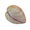 Shell (I)