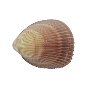 Shell (J)