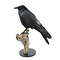 Mounted common raven