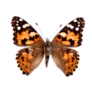 Vanessa cardui - painted lady papered