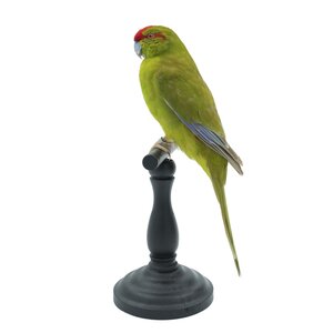 Mounted red-crowned parakeet