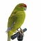 Mounted red-crowned parakeet