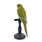 Mounted red-crowned parakeet