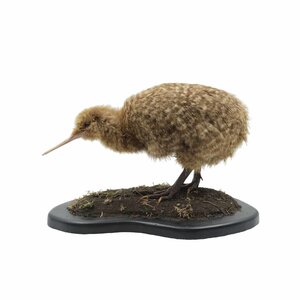 Mounted little spotted kiwi