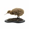 Mounted little spotted kiwi