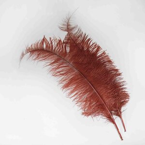 Ostrich feather rust red 70 cm