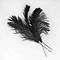 Ostrich feather black 40 cm