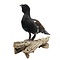 Präparierte Auerhuhn