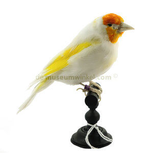 Mounted goldfinch