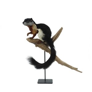 Mounted prevost's squirrel