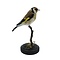 Mounted european goldfinch - wild color