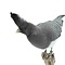 Mounted White-bellied go-away-bird